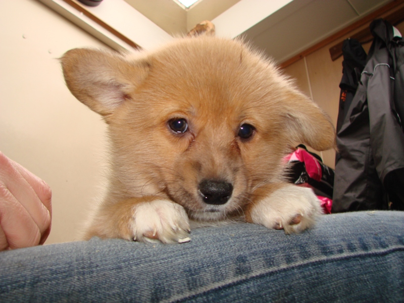 Puppies